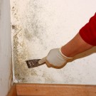 Reason You Should Have A Mold Inspection In Monterey CA Performed