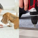 Using A Carpet Odor Remover To Remove Pet Smells