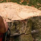 Trust in a Professional Tree Trimming in Orange County Company to Help