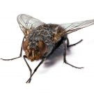 Effective Means of Fruit Fly Control