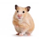 Mice Control in Sacramento