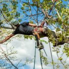 Top Things To Consider Before Tree Removal