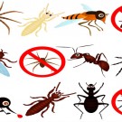 What Are The Warning Signs You Need A Rodent Pest Exterminator?