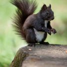 What Concerns Skunk Removal in Dublin OH