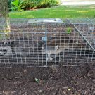 Hiring Pasadena Exterminators to Tackle Termite Infestations