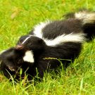 Inexpensive Tips For Skunk Removal In Columbus OH