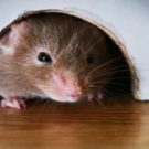 The Most Common Issues that Arise During Mold treatment Services In Arlington VA