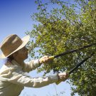 Get Quality Assistance from an Experienced Tree Service Company in Oahu, HI