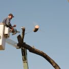 Benefits of Tree Pruning for St. Augustine
