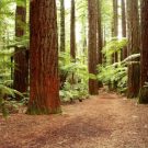 Expert Commercial Tree Care in Atlanta GA Works Wonders with All Your Trees