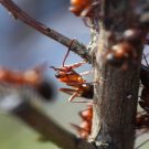 Reasons to Call for Ants Control Services in Arlington VA