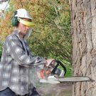 Quality Tree Removal St. Paul MN
