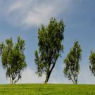 Why Tree Care Honolulu HI, is Good for You and the Environment