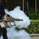 The Difference Between Mice And Rats Control In Kailua-Kona