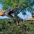 3 Reasons to Consider Tree Removal Services in Orange County