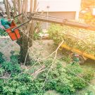 Hiring Tree Care Experts in Fort Myers FL To Handle Your Trees