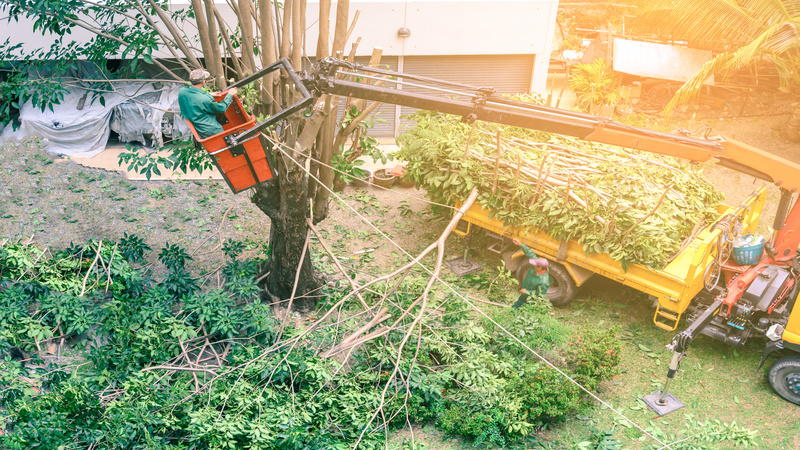 Hiring Tree Care Experts in Fort Myers FL To Handle Your Trees