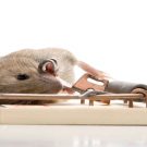 Choosing One Of The Best Pest Control Companies
