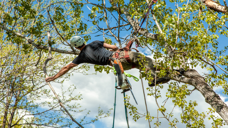 Proper Landscaping With Certified Arborists In Middleburg FL