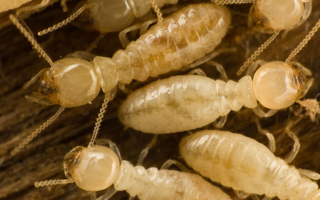 Protect Your Home with Proven Termite Control Richmond VA Solutions That Last