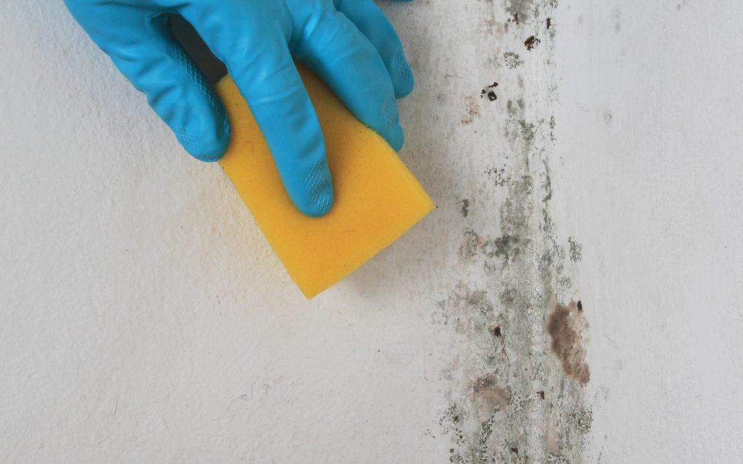 Safeguard Your Family with Fast and Effective Mold Remediation Service in Omaha, NE